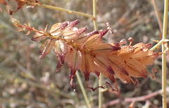 Dyerophytum africanum