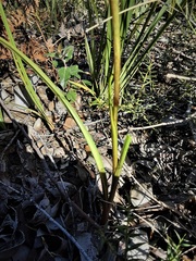 Diuris semilunulata