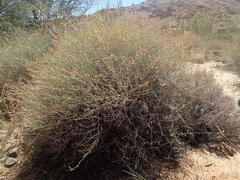 Dyerophytum africanum
