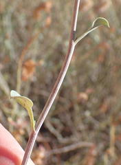 Dyerophytum africanum