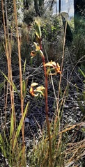 Diuris semilunulata