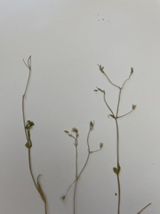 Stellaria palustris