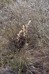 Cymbopogon marginatus