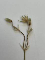Stellaria palustris