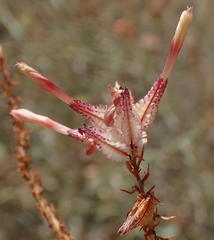 Dyerophytum africanum