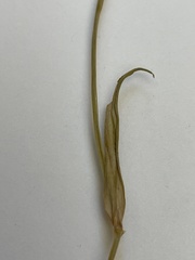 Stellaria palustris