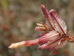 Dyerophytum africanum