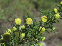 Artemisia chamaemelifolia