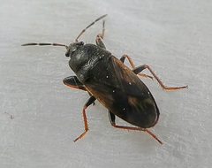 Pterygota