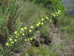 Artemisia chamaemelifolia