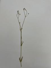 Stellaria palustris