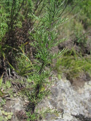 Artemisia chamaemelifolia