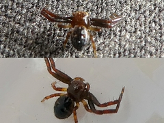 Synema globosum