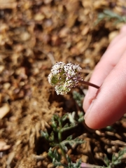 Lomatium nevadense parishii