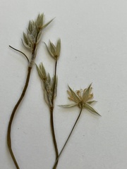 Stellaria palustris