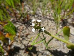 Thesium frisea