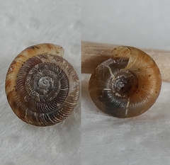 Discus rotundatus
