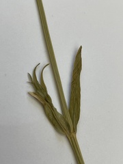 Stellaria palustris
