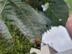 Harmonia axyridis