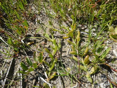 Thesium frisea