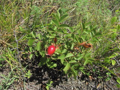 Rosa pulverulenta