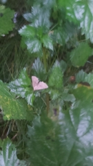 Hypena proboscidalis