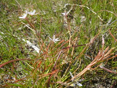 Trachyandra filiformis