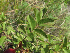 Rosa pulverulenta