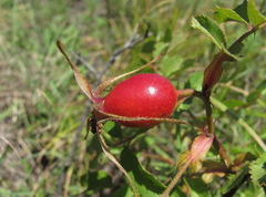 Rosa pulverulenta