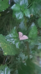 Hypena proboscidalis