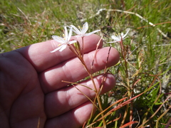 Trachyandra filiformis