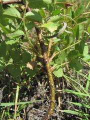 Rosa pulverulenta