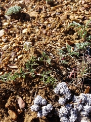 Lomatium nevadense parishii