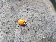 Harmonia axyridis