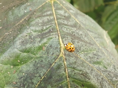 Harmonia axyridis