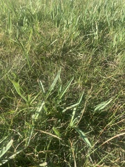 Dianella amoena
