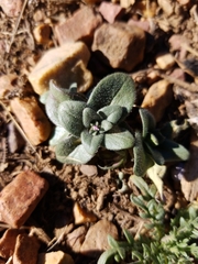 Microsteris gracilis