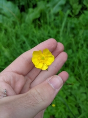 Ranunculus acris