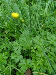 Ranunculus acris