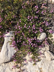 Indigofera mundiana