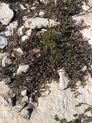 Indigofera mundiana