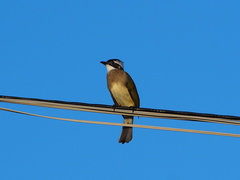 Pycnonotus sinensis sinensis