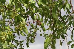 Ziziphus mucronata subsp. mucronata image