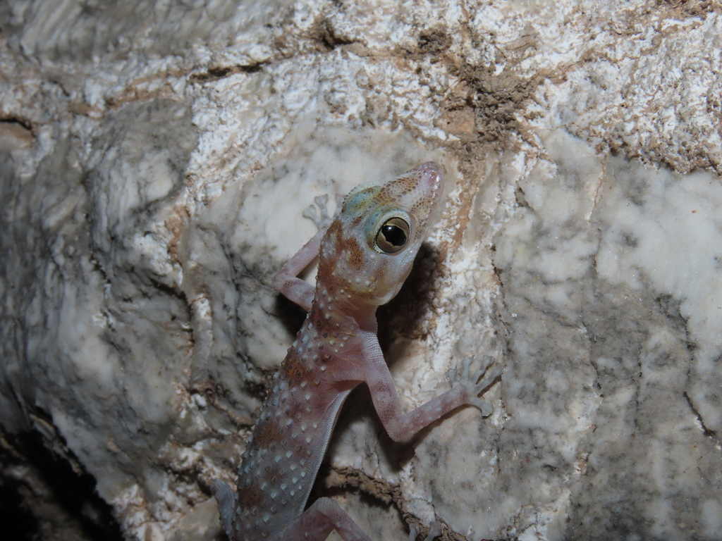 Leaf-Toed Gecko