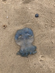 Dactyliophorae