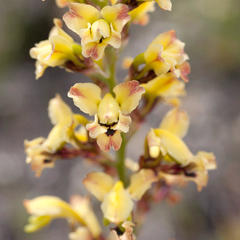 Tritoniopsis parviflora parviflora
