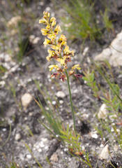Tritoniopsis parviflora parviflora