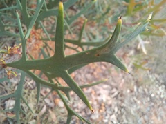 Hakea ceratophylla