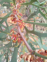 Hakea ceratophylla
