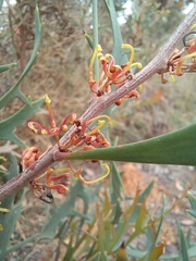 Hakea ceratophylla